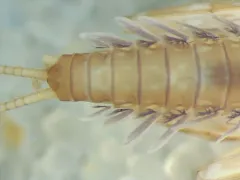 dusky flat-headed mayfly thumbnail 3