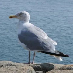 American Herring Gull thumbnail 2