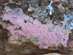 Tulasnella violea thumbnail 3