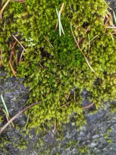 Yellow-green Rock Moss thumbnail 2
