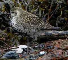Pacific Golden-Plover thumbnail 3