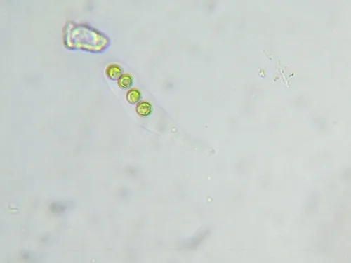 Palmodictyon varium