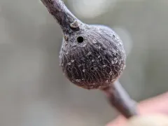 Zapatella quercusmedullae thumbnail 2