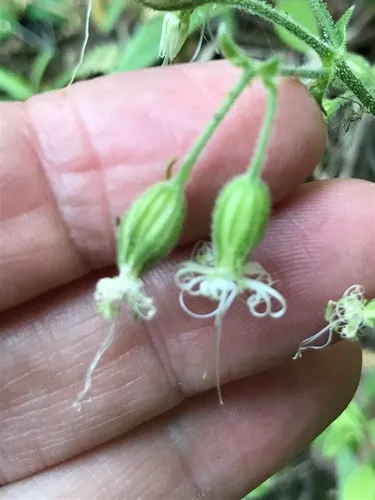Lemmon's Catchfly