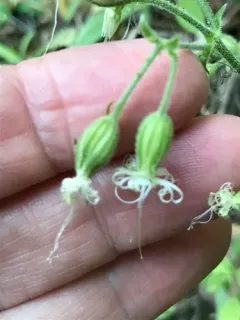 Lemmon's Catchfly thumbnail 1