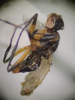 Saltella sphondylii thumbnail 2