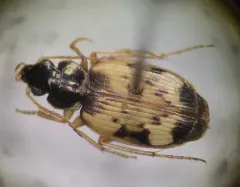 Tetragonoderus fasciatus thumbnail 3