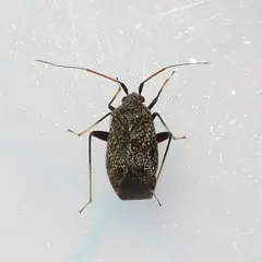 Texocoris nigrellus thumbnail 2