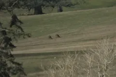 Sika Deer thumbnail 2