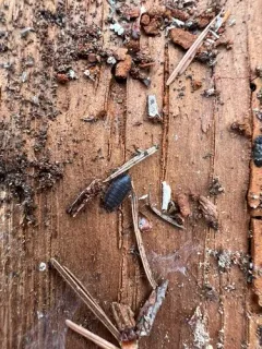 Giant Canyon Woodlouse thumbnail 3