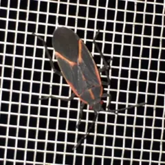 Eastern Boxelder Bug thumbnail 2