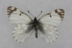 Euchloe ochracea thumbnail 2