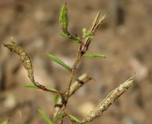 James' Clammyweed