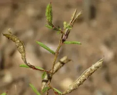 James' Clammyweed thumbnail 1