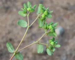 Geyer's Spurge thumbnail 3