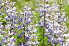 Sundial Lupine thumbnail 2