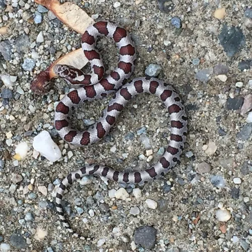 Eastern Milksnake