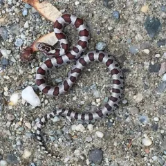 Eastern Milksnake thumbnail 1