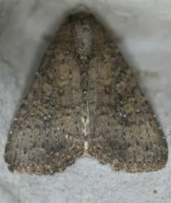 Cobbler Moth thumbnail 2