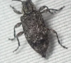 Astylopsis collaris thumbnail 2