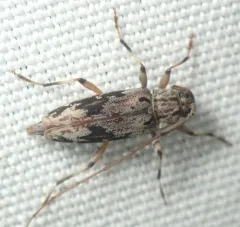 Lepturges angulatus thumbnail 3