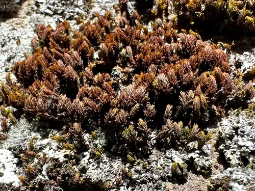 Lyell's Bristle-moss
