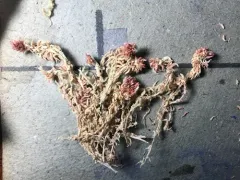 Sphagnum medium thumbnail 2