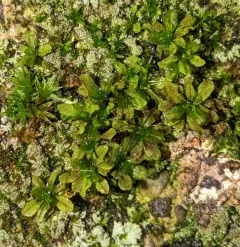Water Screw-moss thumbnail 2