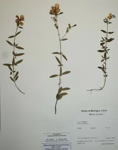 Maryland meadowbeauty thumbnail 2
