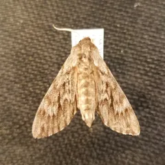 Northern Pine Sphinx thumbnail 4