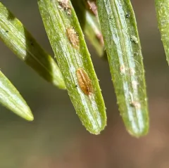 Elongate hemlock scale thumbnail 4