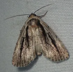 honeysuckle budworm thumbnail 3
