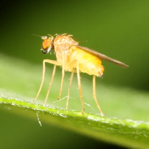 Chrysotimus luteus
