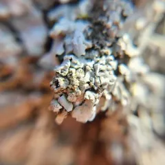 Powdery Axil-bristle Lichen thumbnail 2