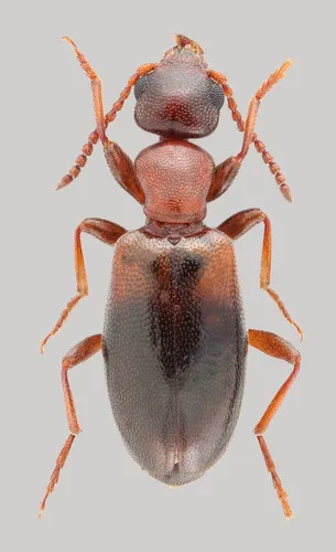Omonadus formicarius