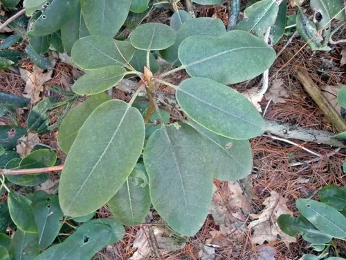 Catawba Rhododendron