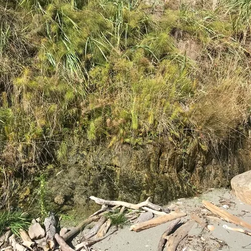 great horsetail