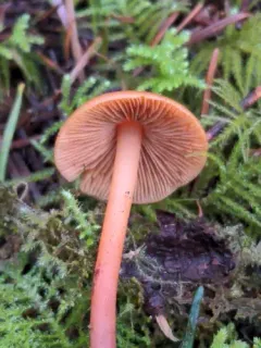 Phaeocollybia pleurocystidiata thumbnail 2
