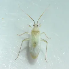 Reuteria bifurcata thumbnail 2