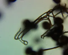 Lamproderma echinosporum thumbnail 2