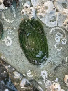 Phyllodoce williamsi thumbnail 2