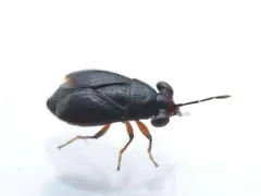 Isthmocoris piceus thumbnail 4