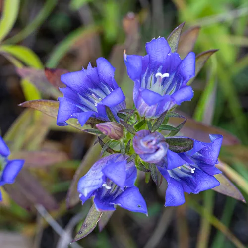 downy gentian
