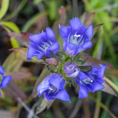downy gentian thumbnail 1