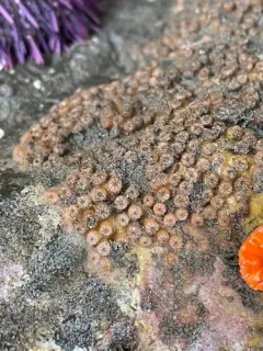 Cryptophyton goddardi thumbnail 2