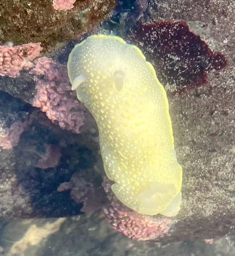 Yellow-edged Cadlina