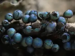 Lamproderma sauteri thumbnail 1