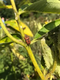 Indian Milkweed Bug thumbnail 4