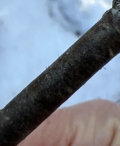 Alder Stickpin Lichen