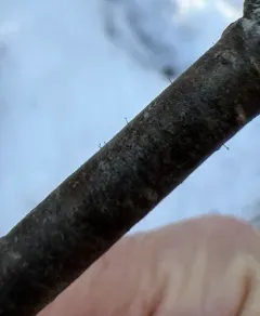 Alder Stickpin Lichen thumbnail 1